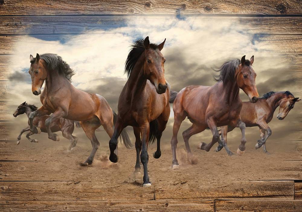 Horses Murals Wall Paper